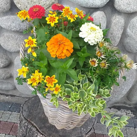 Goscinne U Króla Kościelisko