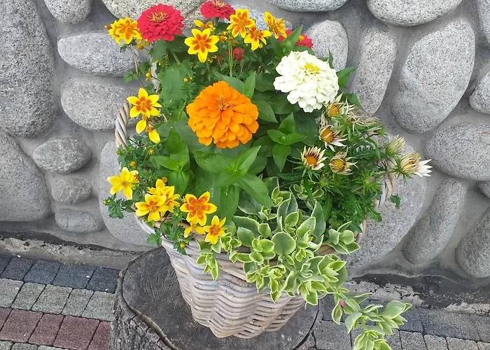 Goscinne U Krola Kościelisko